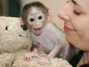 Outstanding Capuchin Monkey. Grab Now