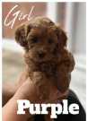 Adorable Cavapoo Puppies for sale
