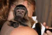 Eye-catching Capuchin Monkey for Sale