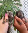 Very cute Marmoset monkeys for new hom