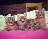 Vet check caracal kittens for sale today