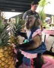 Best tame capuchin monkey for sale now