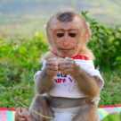 Friendly monkeys for adoption effff