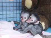 Amazing Purebred Capuchin Monkeys Available !