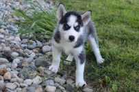 Sweet blue eyes siberian huskies pups