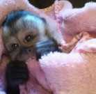 Beautiful Capuchin Monkeys available