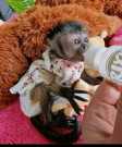 Good home raise Capuchin monkeys