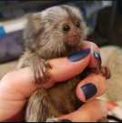 Home raised baby marmoset monkeys for ad
