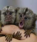 Pygmy marmoset monkeys loveliness two