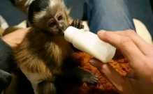 Capuchin monkeys comes with accessories