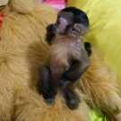 Two lovely capuchin monkey
