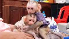 Calm &amp; Lovely Capuchin Monkey Looking For New Lovely Homes !
