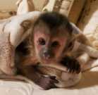 PP Capuchin monkeys for adoption