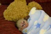 Tammed capuchin monkeys for adoption