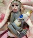 Month Old Cappuchin Monkey for Sale