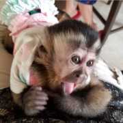 Male and female capuchin monkey available today and now