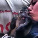 capuchin monkey for sale (41).jpeg