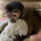 Registered Capuchin monkeys For Re-Homin