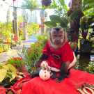 Vet check capuchin monkey for adoption