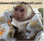 Intelligent Baby Capuchin monkeys.