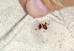 Melbourne s Best Bug Pest Control Services