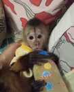 Adorable Capuchin monkey