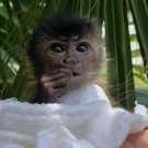 Socialized Capuchin monkeys for adoption