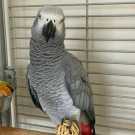 African Grey Parrots for sale cheap