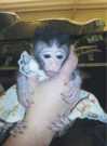 Months Old Cappuchin Monkey for Sale., .