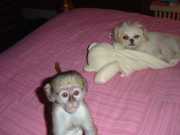 Capuchin Monkeys Available csc