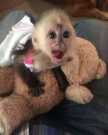Charming baby capuchin monkeys available