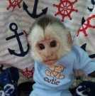 Month Old Cappuchin Monkey for Sale ., .