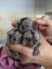 Cute Marmoset monkeys for adoption D