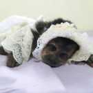 #1 best capuchin monkey for sale (2).jpg