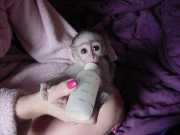 Special well trained baby capuchin monke