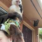 Cute Baby Capuchin Monkey now