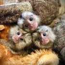Amazing marmoset Monkeys for Sale
