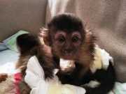 Home Raised Capuchin Monkey for Adoption