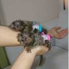 Adorable Capuchin and Marmoset available