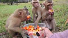 Pet macaque monkey for sale locally