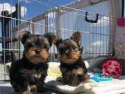 Cute &amp; Healthy Yorkie Puppies
