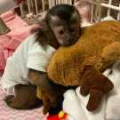 Pet baby capuchin monkey for sale today
