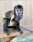 Obedient Capuchin monkey