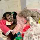 Well bought-up capuchin monkey for sale