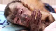 Young baby capuchin monkey for sale