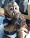 Pet baby capuchin monkey for adoption