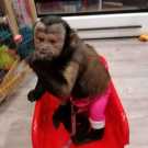 Young train capuchin monkey for sale now