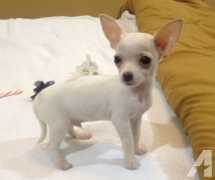 Lovely Male And Two Female Teacup Chihuahua Puppies