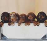 Healthy, well-educated dachshund puppies