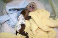Unique Capuchin Monkeys for Adoption